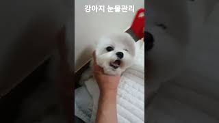 강아지 눈물자국 관리하는 방법 (feat.눈꼽빗)