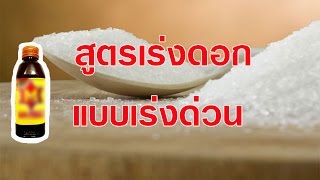 สูตร เร่งผล เร่งดอก แบบเร่งด่วน ผงชูรส+เครื่องดื่มชูกำลัง (cc Eng) | เกษตรกรชาวบ้าน