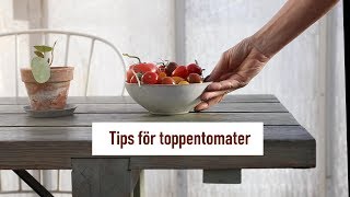 Tips för toppentomater