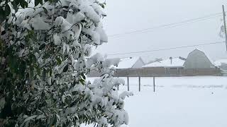 Tree Covered In Snow