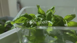 𝐯𝐥𝐨𝐠. 초보 식집사 #4 | 원룸에서 바질 심어서 키워서 따서 파스타 해 먹기 | sweet basil | repotting plants