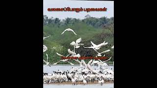 வலசை போதல்| Migration of birds.  #tamillearning #birdmigration #migratorybirds