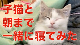 【可愛すぎ注意】布団の中に入ってくる子猫と寝る事になりました。