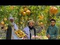 Sweet Seedless Pomegranate | Tagab Kapisa Afghanistan | د تګاب بی دانه او خواږه انار