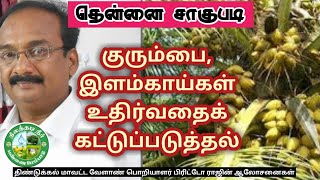 தென்னை குரும்பை, இளங்காய்கள் உதிர்தலைக் கட்டுப்படுத்த எளிய வழிகள்🌱பிரிட்டோராஜ்🌱9944450552