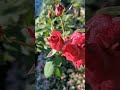 交野市 薔薇 霊園 ガーデニング 薔薇 自然