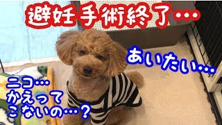 トイプードル子犬の避妊手術終了…先住犬の行動に涙…