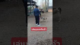 เล่นบอลกันจ้า #doglover #dog #dogs #thaidog #สัตว์เลี้ยงน่ารัก #สัตว์เลี้ยง#dog playing football