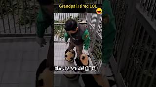 爷爷累坏了 Grandpa is tired Lol #panda #熊猫 #adorablepanda #ruibao #huibao