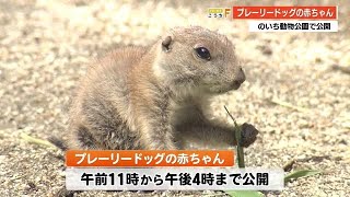 のいち動物公園に新たなアイドル誕生！プレーリードッグの赤ちゃん公開【高知】 (22/05/27 19:10)