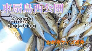 【アジ入れ食い】アジが接岸して来た東扇島西公園　サビキを投げてしゃくるだけ❗️良型が入れ食いモード‼️