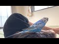 カゴからあまり出てこなかったインコが外に出るようになった！！ぴっぴの様子　【セキセイインコ】　budgerigar.