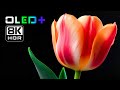 OLED DEMO - Exquisite Flowers in 8K HDR | Dolby Vision™