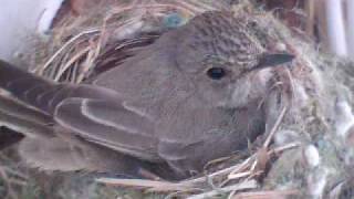 Spotted Flycatcher  / Harmaasieppo