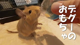 【デグー】ペットのデグーに自作のおもちゃをプレゼント！