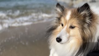 【ミニシェルティ】愛犬と初めて海に行きました