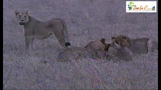 ライオンに捕食されたイボイノシシと難を逃れたイボイノシシWild Animals in Africa / You don't know what you've got, til it's gone.