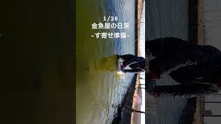 1/28金魚屋の日常。す寄せの準備、池の水位を調整します。#vlog #goldfish #japan