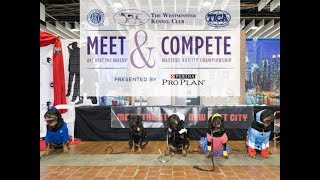 AKCtv Live Presents Meet the Breeds 2019