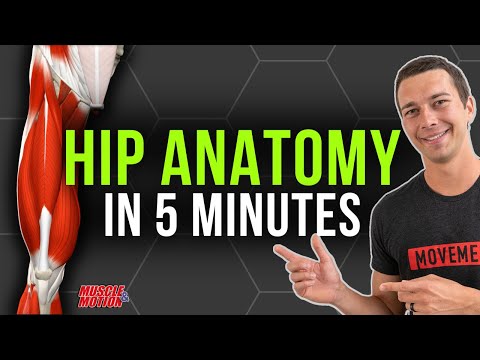 What muscles are responsible for thigh extension?
