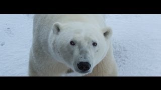 Explore the Polar Bear Capital of the World with Google Maps