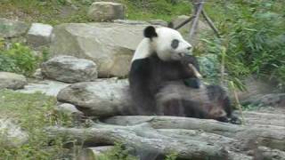 20090514 panda搶竹子吃