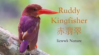 Ruddy Kingfisher, 赤翡翠, Halcyon coromanda, アカショウビン, PEKAKA BELACAN