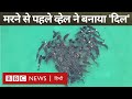 Whale Death : जब मरने से पहले 100 पायलट व्हेल ने 'दिल' बनाया (BBC Hindi)