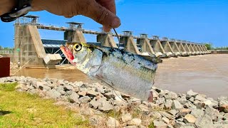 We Tossed HUNKS of MEAT To The Bottom of the SPILLWAY, Then They Went CRAZY!!!!