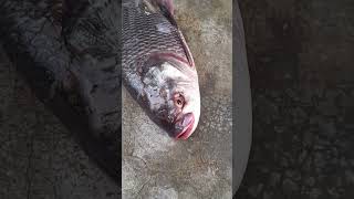 ఇ fish ni చుడండి !!! #trending #youtubeshorts #viral #fish