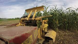 Green Chopping Corn For The Cows