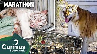 Predator Pets: The Ultimate Exotic Animal Owner Experience | Mega Marathon