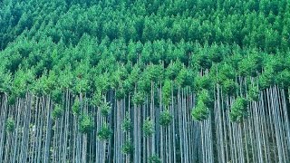 ヒーリング・フォレスト　癒しの森　京都・北山杉の里　 Healing Forest. Kitayamasugi in Kyoto Japan　癒しの風景　日本