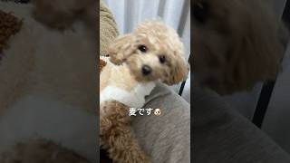 はじめまして！麦です🐶これからいっぱい日々の様子をあげていきますね！☺️#いぬ #いぬのいる生活 #犬