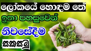 නිවසේ සිට  පහසුවෙන් ම ලෝකයේ හොඳම තේකොළ සාදමු. |තේකොළ නිශ්පාදනය |  How to make Tea powder at home.