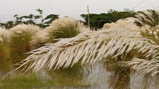 কাশফুলের শহর ; বরগুনা বিসিক শিল্পনগরী