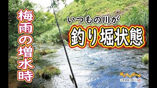 【渓流釣り】梅雨の増水時、いつもの川が釣り堀状態に… #フィッシングルアー  #ヤマメ #渓流釣り