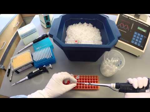 PCR Protocol – Part 1