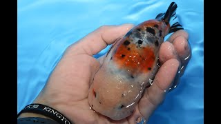 潘氏金魚　ショートボディスモールテール　１２cm