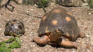 Neues Zuhause für Schildkröten im Tierpark Berlin - New home for Tortoise at Tierpark Berlin