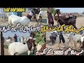 Hyderabad bakra Mandi | Kamori patari bakriyan | Eid ul adha 2025 | today update | date 16/10/2024