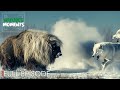 ARCTIC PREDATOR | The Unsung Heroes of the Arctic | Nature Animal Documentary