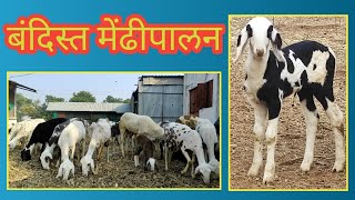 बंदिस्त मेंढीपालन || bandist mendhi palan || sheep farming