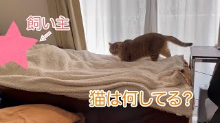 【隠し撮り】飼い主が寝ている間猫は何をしているの？#猫の寝相#隠し撮り