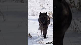 Rare Black Wolf in Snow Captured Walking Alone | Stunning Wildlife Footage