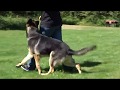 Kraftwerk K9 German Shepherd dog quick & responsive obedience!