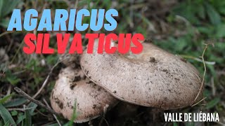 Agaricus silvaticus, one of the tastiest mushrooms of the Agaricus genus. #mushrooms #fungi