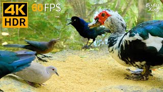 Cat TV for Cats to Watch 😺 Pretty Birds, Ducks 🐭 Cute Rats, Squirrels 🐿 8 Hours 4K HDR 60FPS