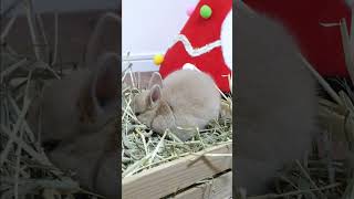 Rabbit Family Mealtime #shorts