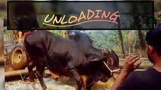 মিক্সড কালেকশনের #unloading